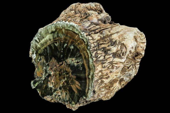 Triassic Woodworthia Petrified Log - Zimbabwe #112036